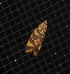 Tisobarica thyteria