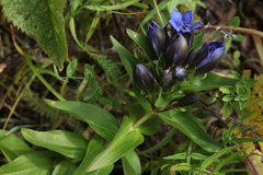 Gentiana dschungarica