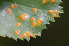 Puccinia malvacearum