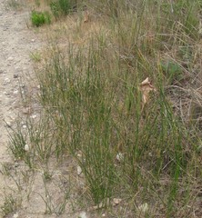 Juncus mexicanus