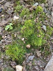 Pleuridium subulatum