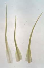 Pleuridium subulatum