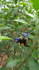 Bombus hortulanus