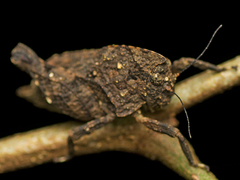 Vingselina crassa