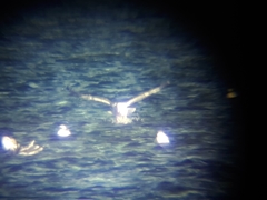 Larus schistisagus