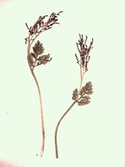 Botrychium hesperium