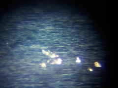 Larus schistisagus