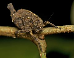 Vingselina crassa