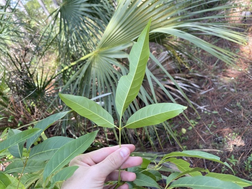 Vitex parviflora
