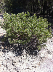 Arctostaphylos bakeri bakeri