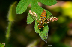 Toxomerus