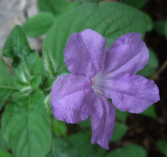 Ruellia spissa