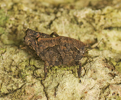 Vingselina crassa