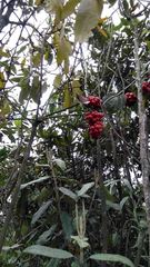 Smilax tomentosa
