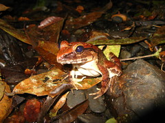 Limnonectes leporinus