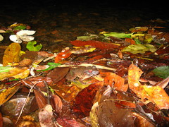 Limnonectes leporinus