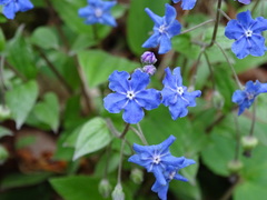 Omphalodes cappadocica