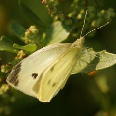 Pieris rapae rapae