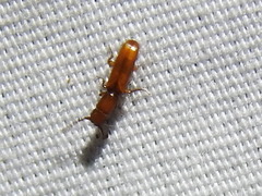 Taphroscelidia linearis