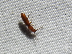 Taphroscelidia linearis