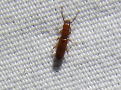 Taphroscelidia linearis