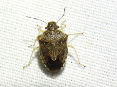 Mormidea cubrosa