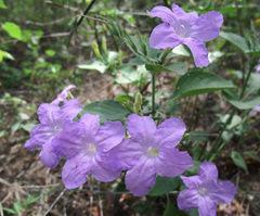 Ruellia longepetiolata