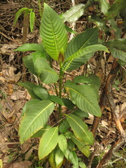 Palicourea lineariflora