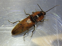 Conoderus xysticus