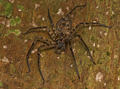 Heteropoda procera