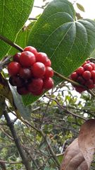 Smilax tomentosa
