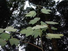 Macaranga triloba