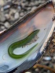 Apodichthys flavidus