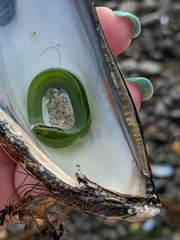 Apodichthys flavidus