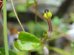 Ceropegia candelabrum
