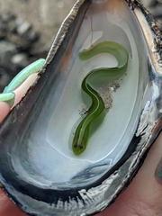 Apodichthys flavidus