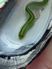 Apodichthys flavidus