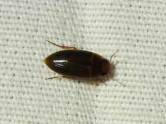 Copelatus debilis