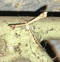 Stenoptilodes sematodactyla