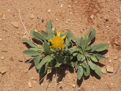 Gaillardia spathulata