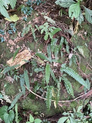 Polystichum hancockii