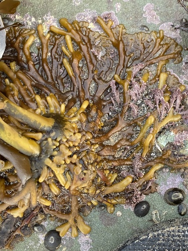 Photo of Feather Boa Kelp (Egregia menziesii)