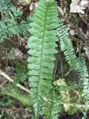 Polystichum hancockii