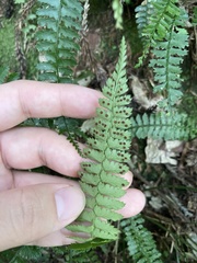 Polystichum hancockii