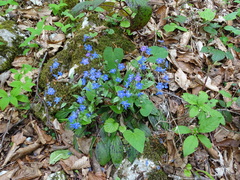 Omphalodes cappadocica