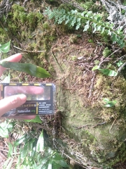 Lemmaphyllum diversum