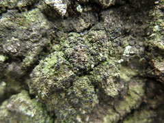 Bacidia circumspecta