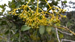 Palicourea lineariflora