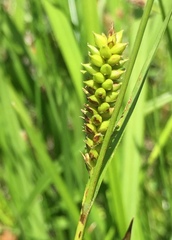 Carex blanda