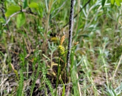 Carex torreyi